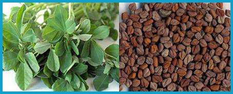 Fenugreek Extract Can Safely accelerate Visceral Fat Consumption