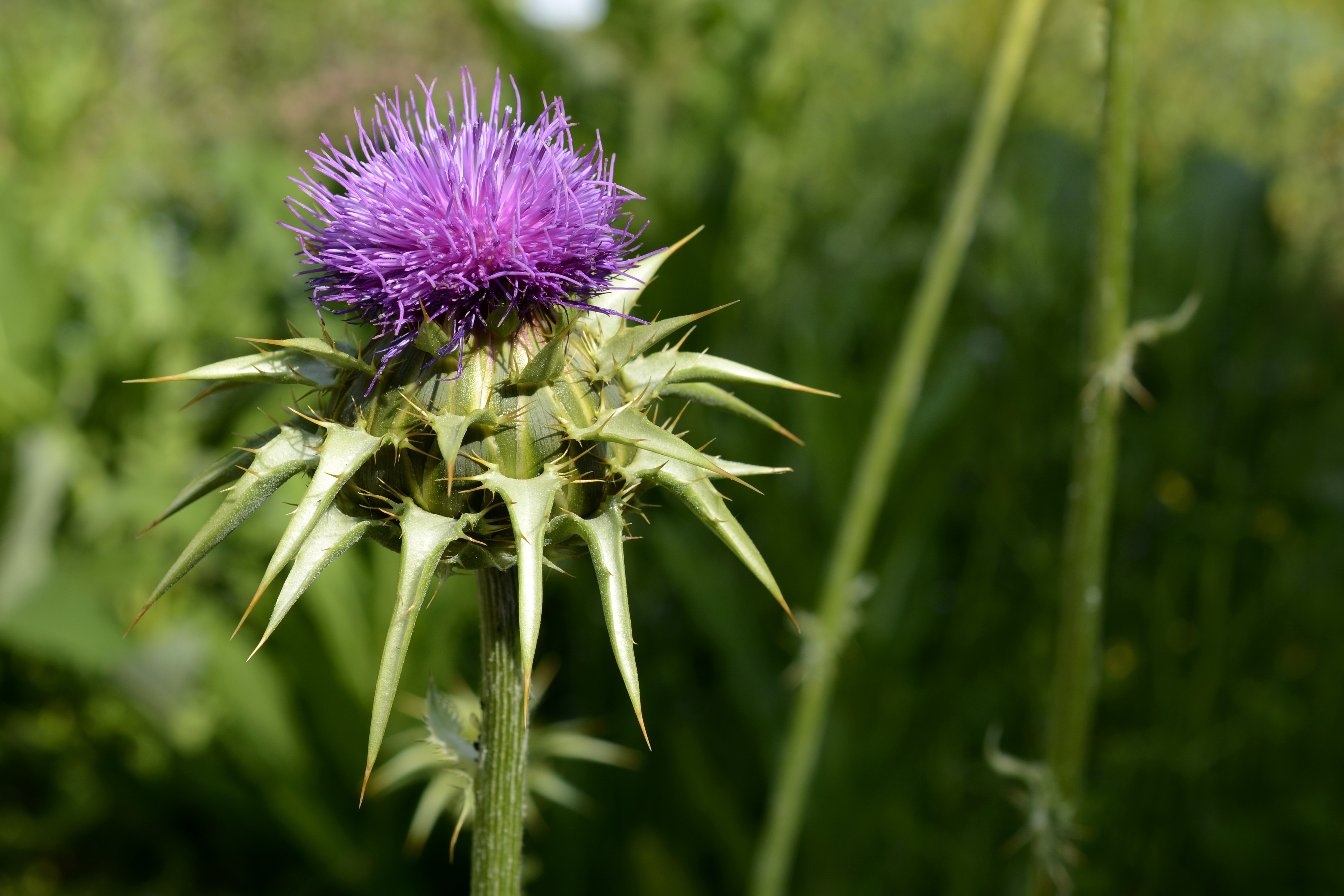 pickled-thistle