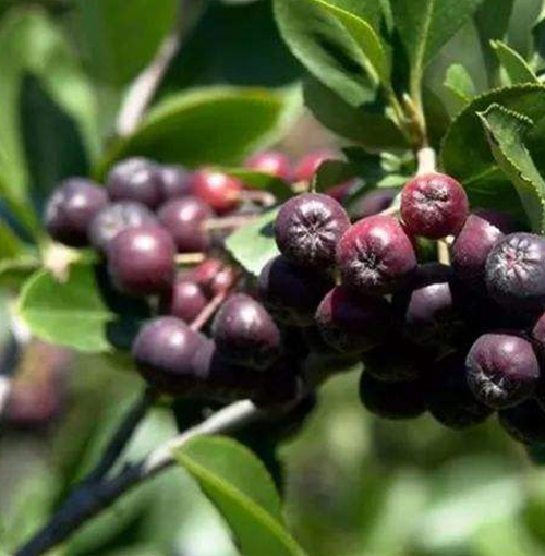 Have You Heard of This "Super Berry"? It Might Be The Secret To European Longevity