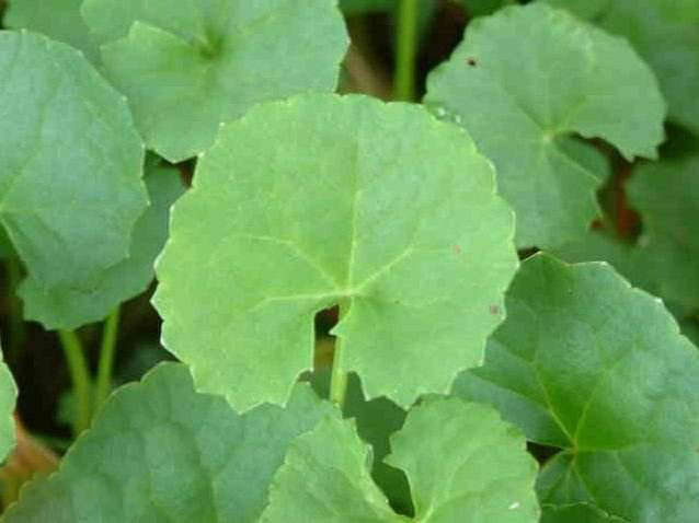 centella