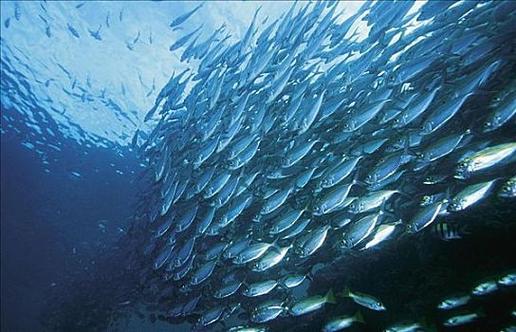 Korea Highlights Blue Protein as a Key Ingredient for Healthy Aging
