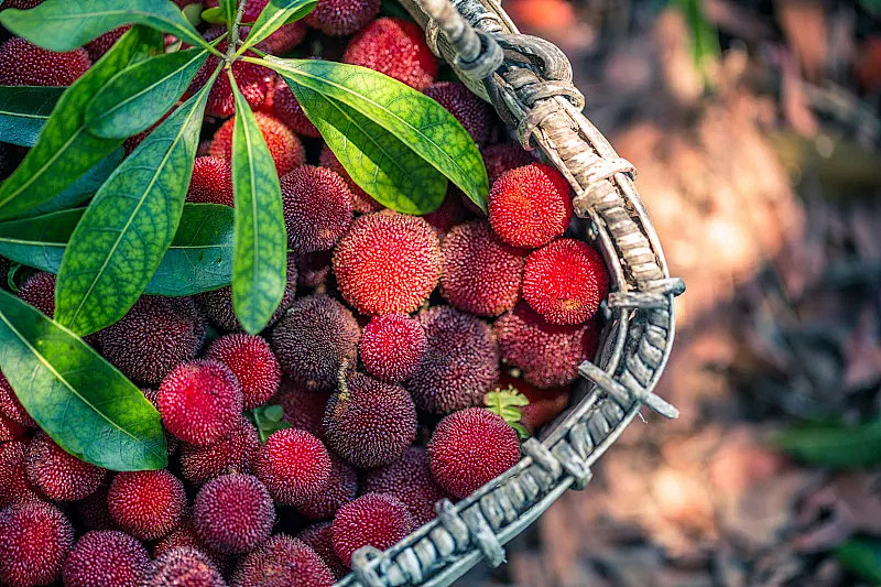 Bayberry