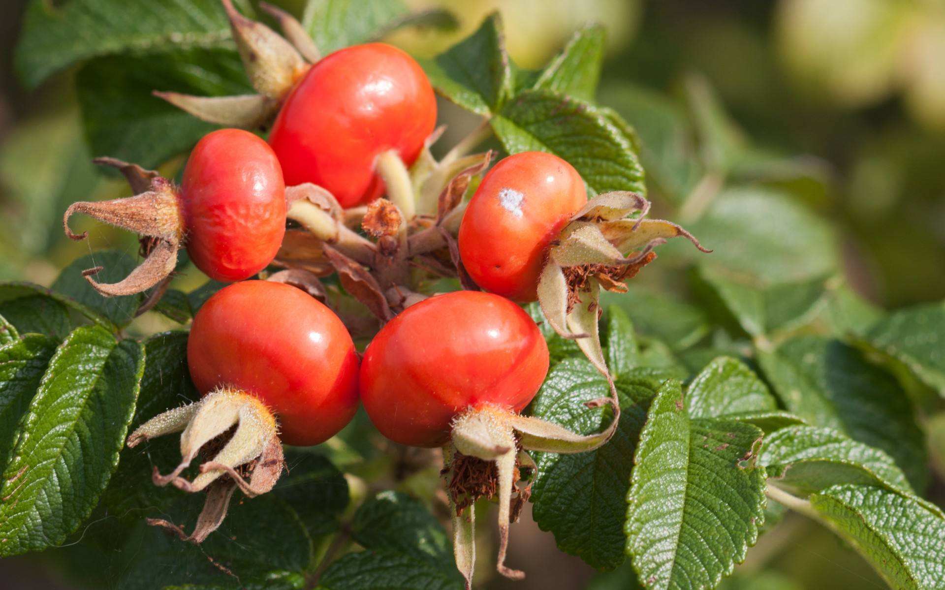 rosehip fruit
