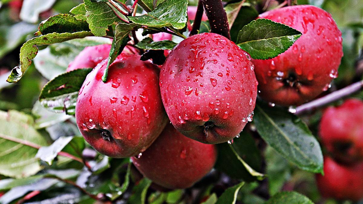 apple extract
