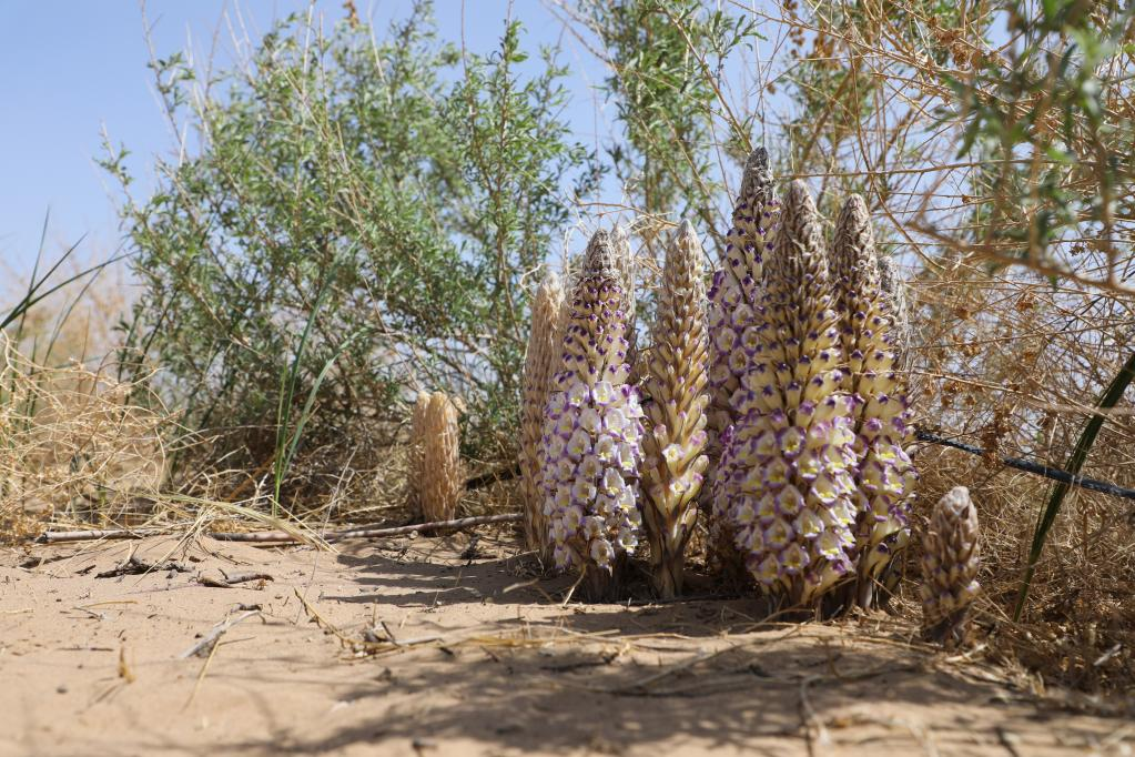Cistanche 
