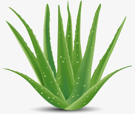 Application of aloe in cosmetics.jpeg