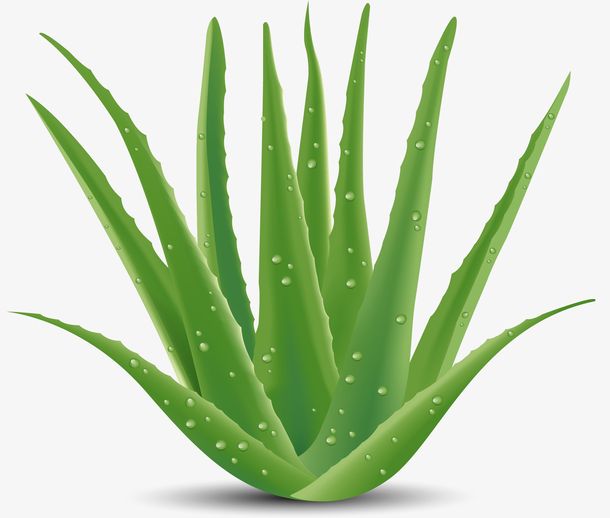 Aloe Vera: A Versatile Botanical for Skin Care, Health, and Beyond