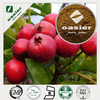 Hawthorn Extract
