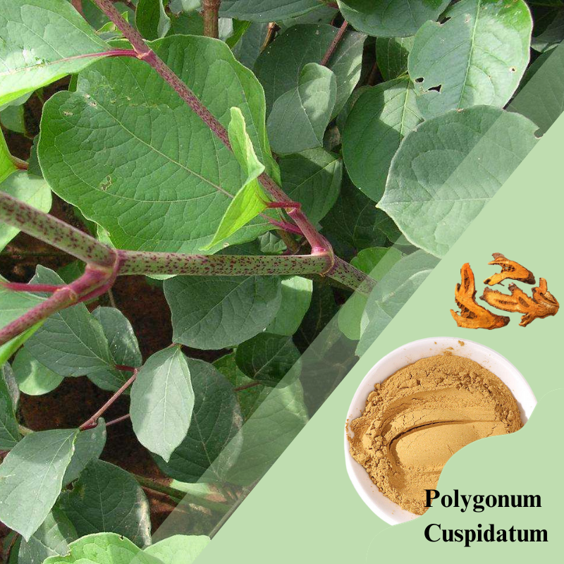 Resveratrol And Emodin in The Extract of Polygonum Cuspidatum