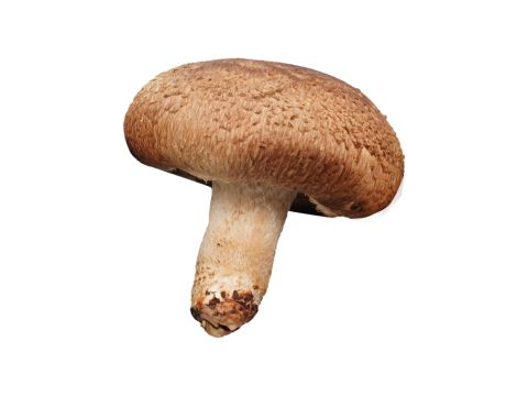  shiitake mushroom extract
