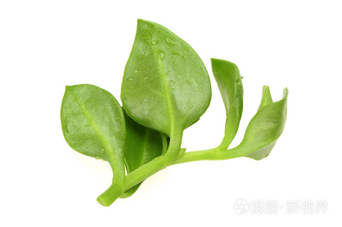 Pharmacological action