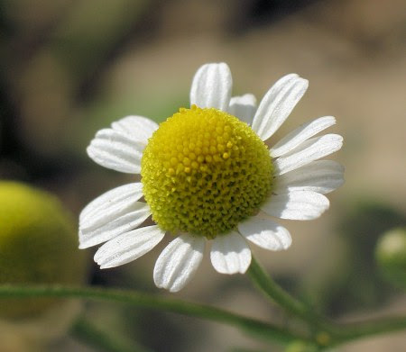 chamomile