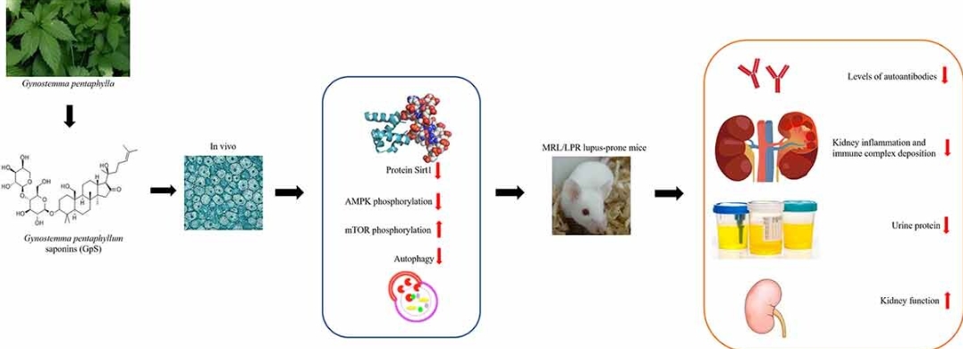 Effect of Gynostemma pentaphyllum saponins