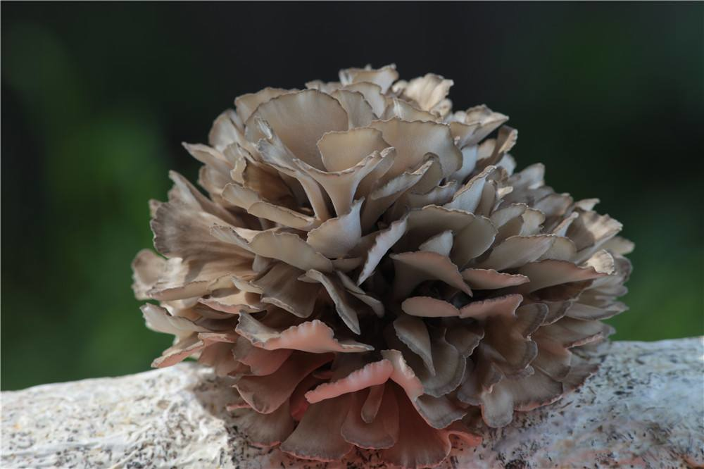 Wild Maitake mushroom