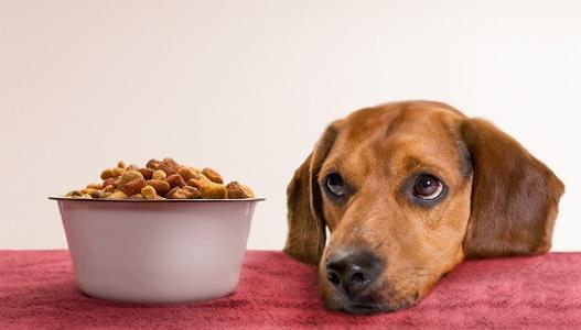 What is the best food for pet dog?