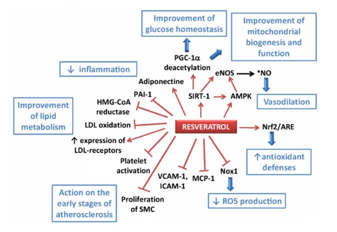The role of resveratrol