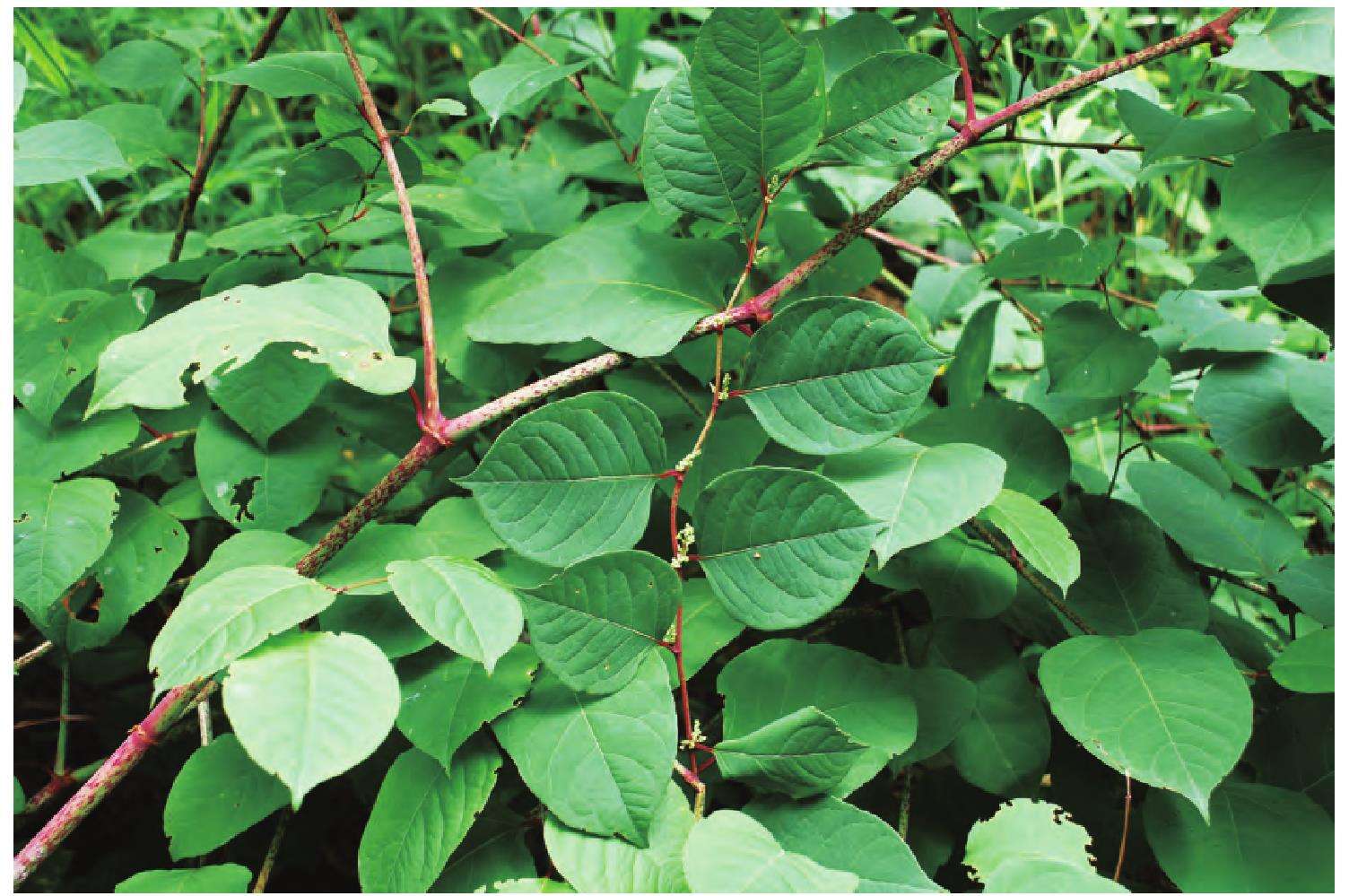 wild Polygonum cuspidatum