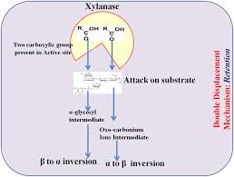 What is xylanase