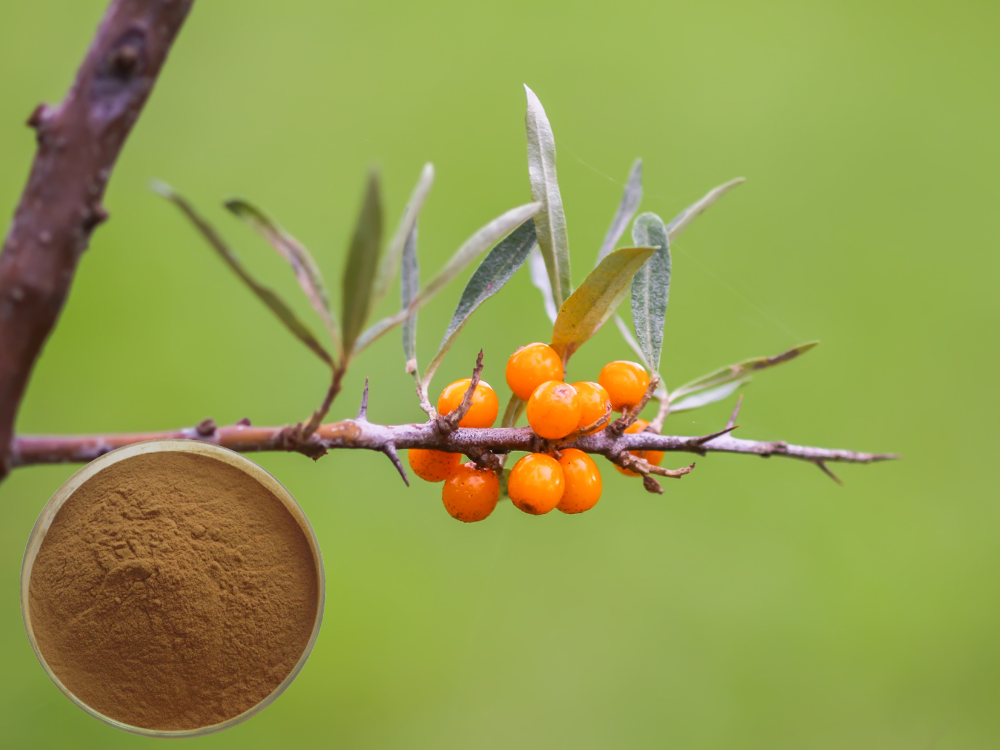 seabuckthorn extract
