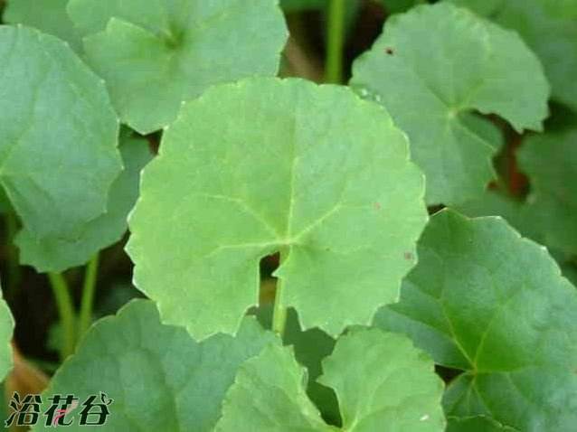 Centella asiatica