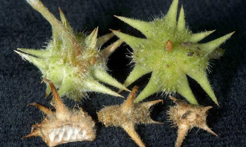 Terpenoid saponins is consists of gentiopicrous acid and 23 kinds of isomer saponin.