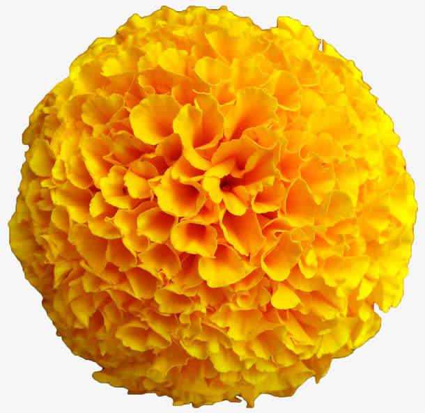 marigold