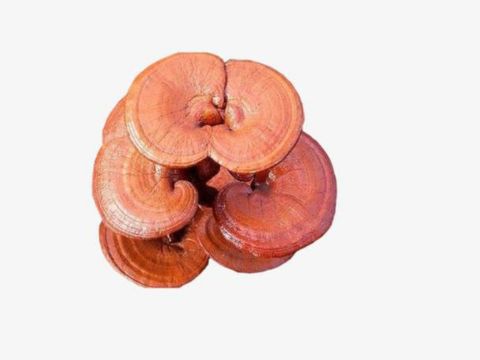  reishi extract