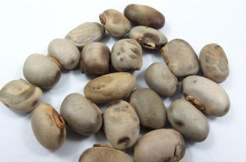 43b9820f462c185cc7cf34e29099962c