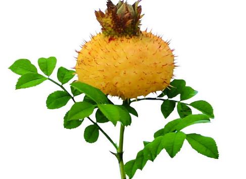  Rosa roxburghii enhances resistance