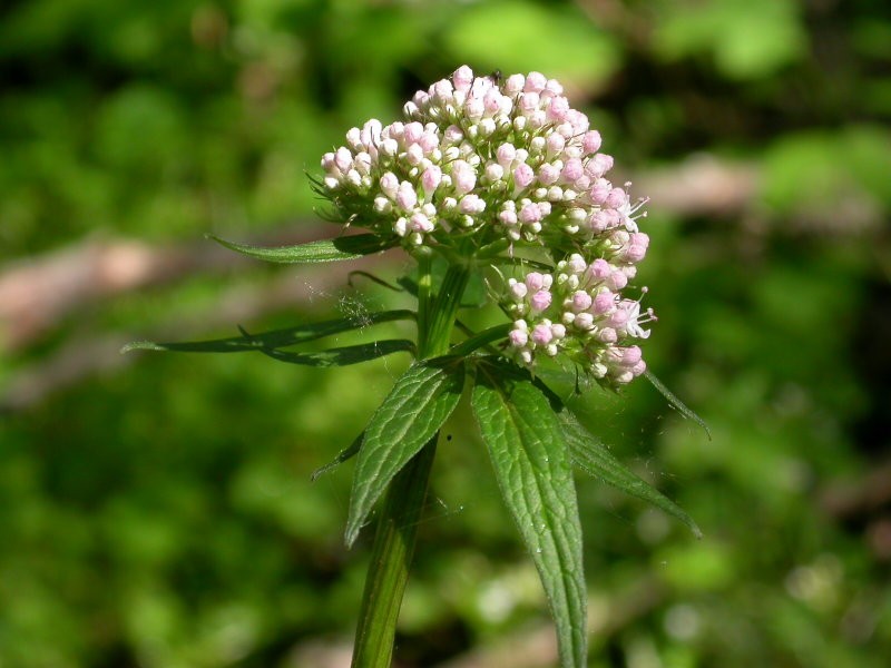 Valerian stem and root extract