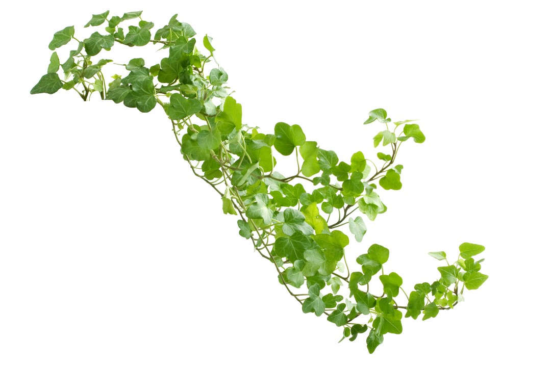 Hedera Helix plant
