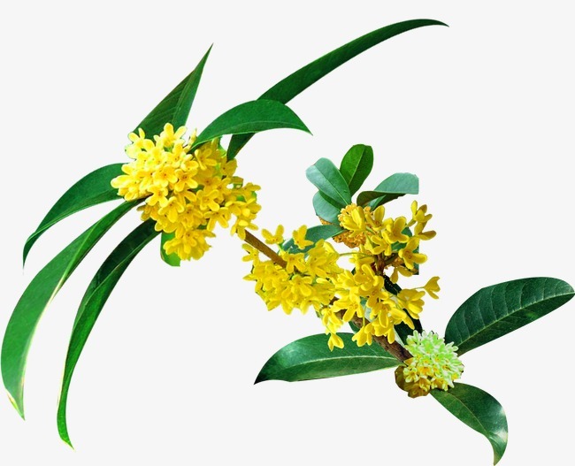 High Content Osmanthus Flower Extract