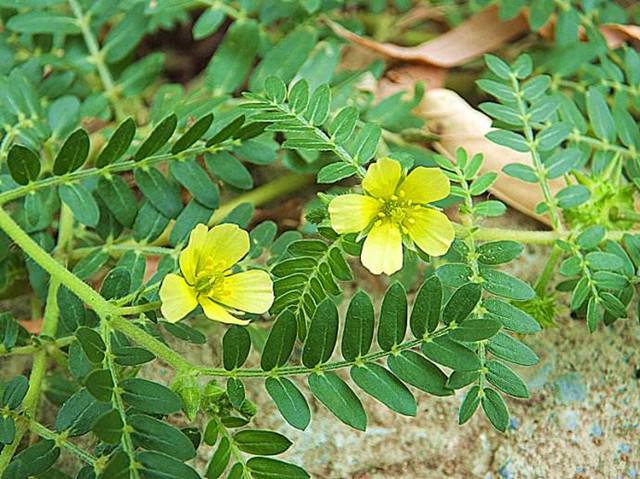 tribulus terrestris saponins benefits
