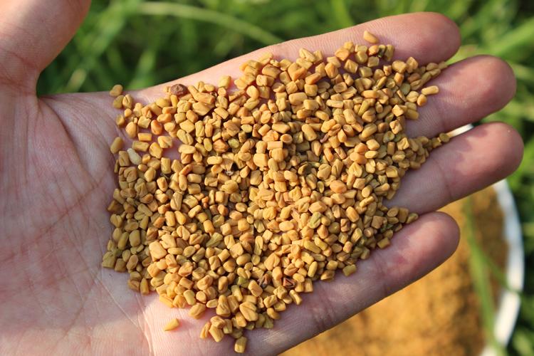 Effect of fenugreek seed supplement3