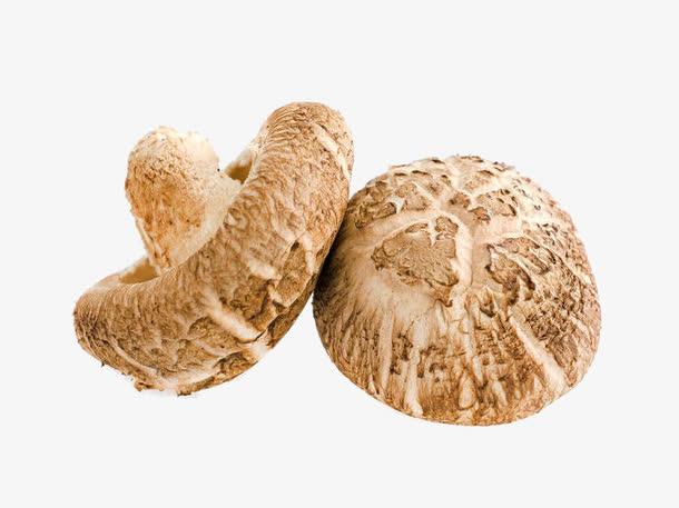 shiitake mushroom