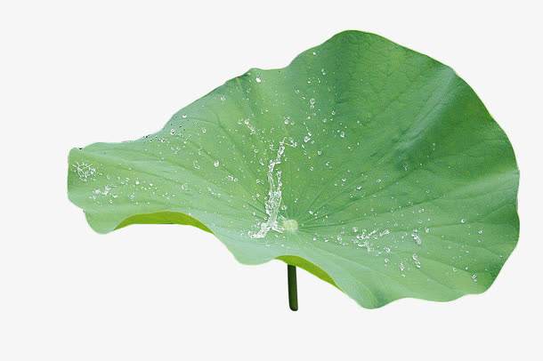 lotus leaf extract side effects