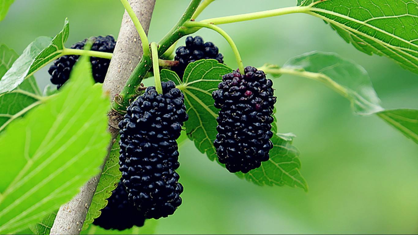 Pharmacological effects of mulberry extract
