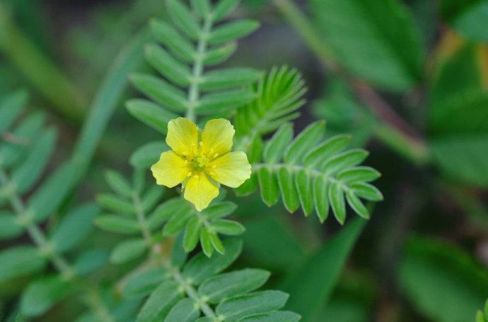 Sexual function regulator