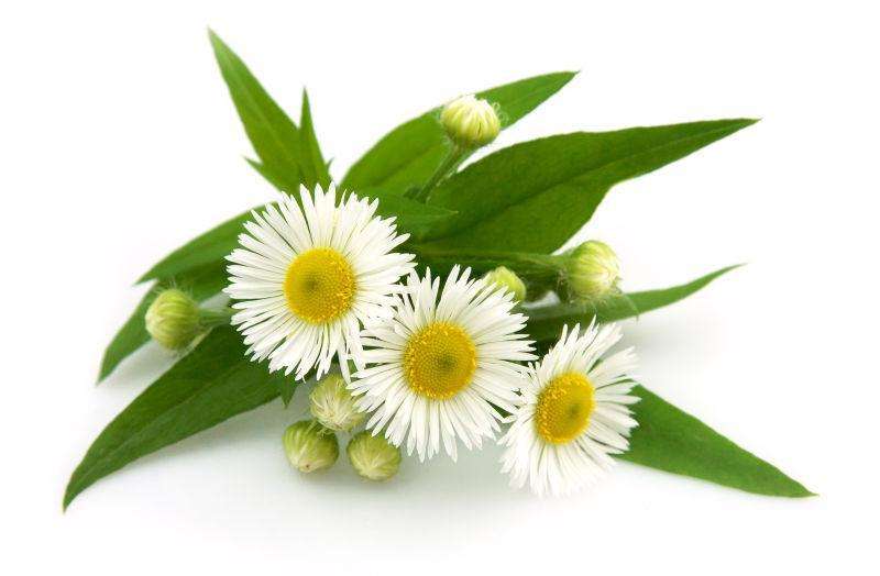 Chamomile Extract for Sleep