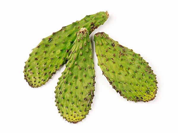the extract of the root and stem of Opuntia dillenii Haw