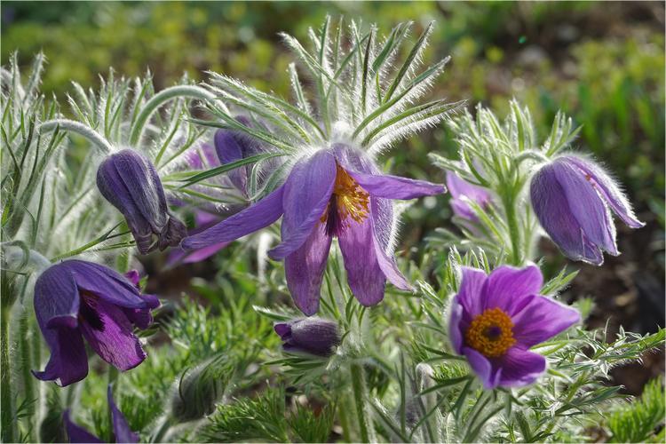 pulsatilla