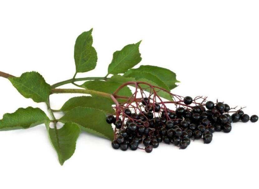 Elderberry Extract