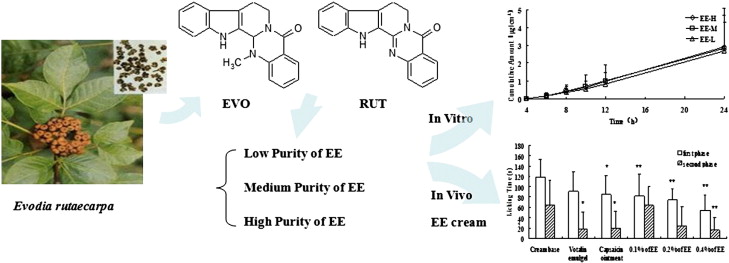 evodia rutaecarpa effect