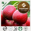Hawthorn Extract
